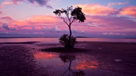 Landscapes nature trees water wallpaper