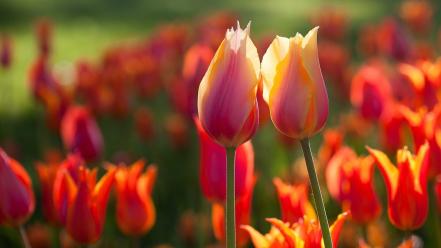 Orange tulips summer wallpaper