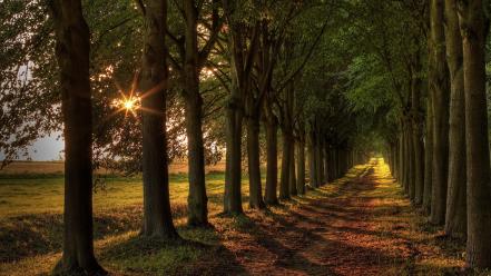 Sun beams boulevard landscapes nature wallpaper
