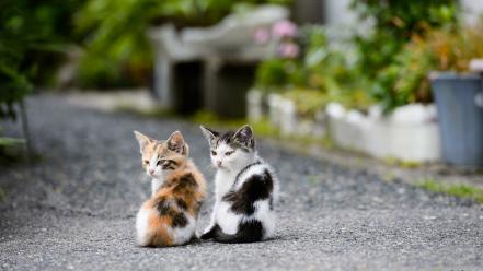 Animals cats kittens wallpaper