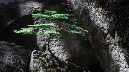 Black gray green landscapes moss wallpaper