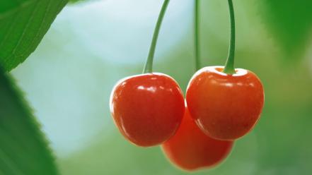 Cherries fruits leaves wallpaper