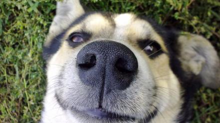 Dogs husky pets wallpaper