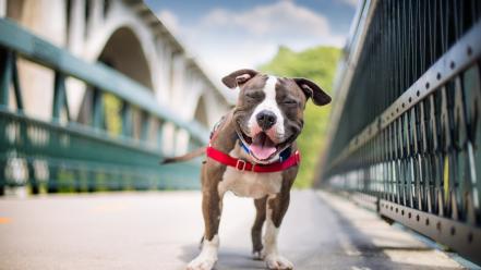 Dogs smiling wallpaper