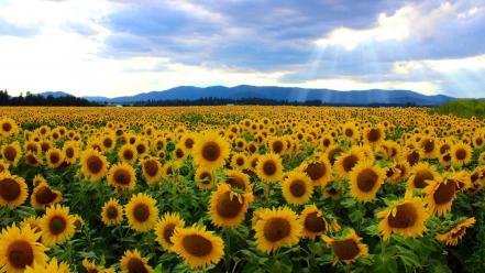Fields flowers landscapes sunflowers yellow wallpaper