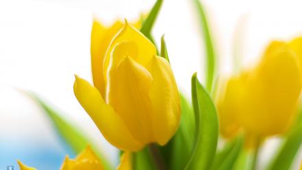 Flowers mountains nature spring wallpaper