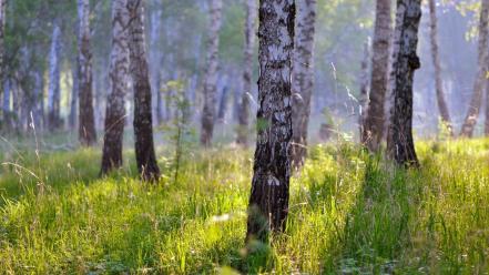 Forests landscapes nature skies wallpaper