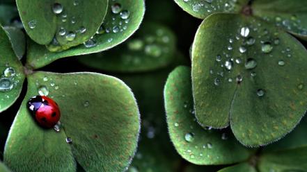 Ladybirds leaves nature water drops wallpaper