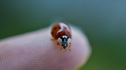Nikon ladybirds macro nature wallpaper