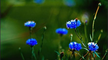 Aleksey yepanchintcev close-up macro nature wallpaper