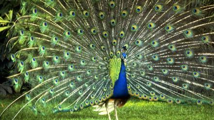 Birds nature peacocks wallpaper