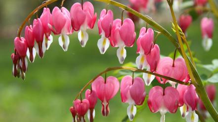 Bleeding hearts flowers pink wallpaper