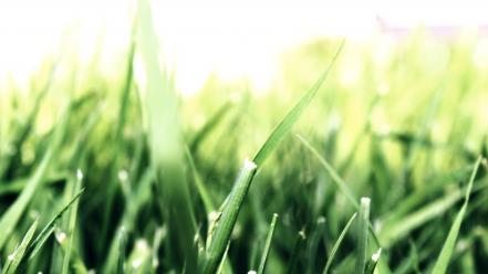 Canon camera grassland grass green landscapes wallpaper