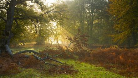 Country forests landscapes nature sunbeams wallpaper