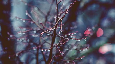 Drop leaves water wallpaper