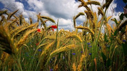 Flowers poppies wheat wildflowers wallpaper