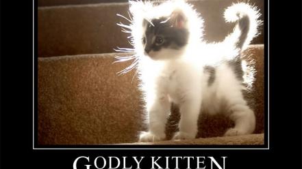 Funny kittens wallpaper