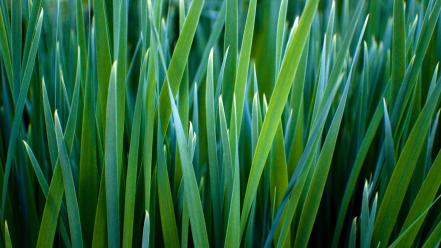 Grass macro nature wallpaper