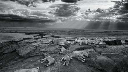 National geographic serengeti lions monochrome nature wallpaper