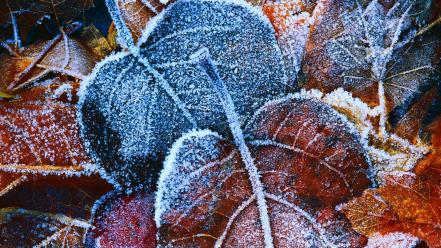 Autumn (season) leaves frost wallpaper