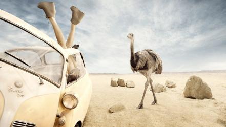 Cars desert rocks funny ostrich upside down wallpaper