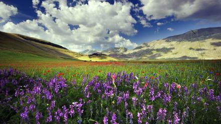 Clouds landscapes flowers fields skies wallpaper