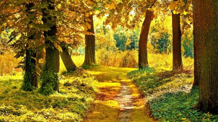 Landscapes trees path wallpaper