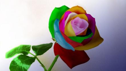 Multicolor flowers wallpaper