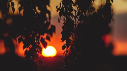 Sunset trees macro wallpaper