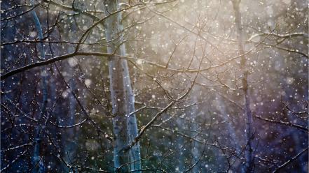 Trees branches wallpaper
