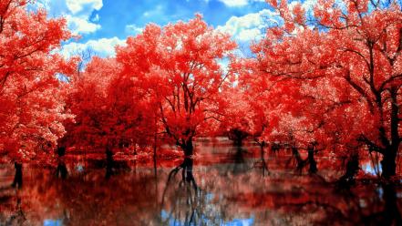 Trees red path spada wallpaper