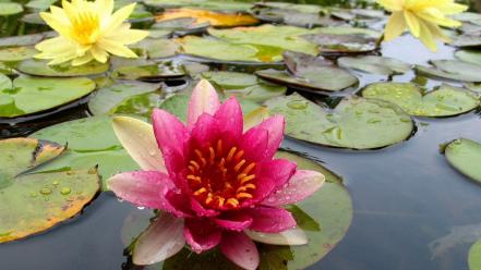 Water flowers lilies wallpaper