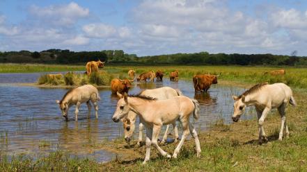 Water grass horses wallpaper