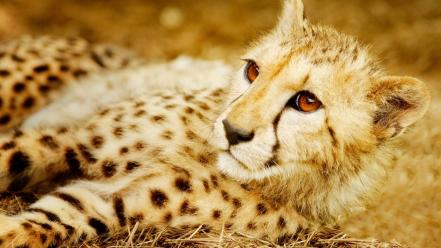 Animals big cats gepard wallpaper