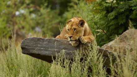 Animals big cats lions nature wallpaper