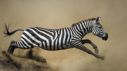 Animals dust nature running wild wallpaper