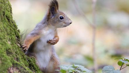 Animals squirrels wallpaper