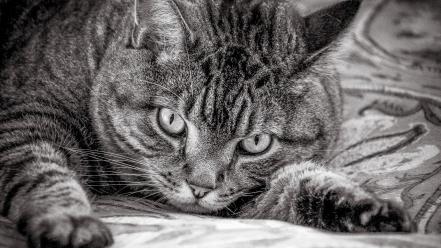 Black and white cats pets wallpaper