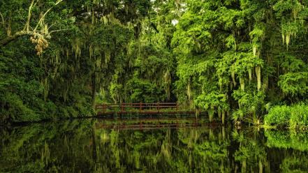 Bridges forests nature wallpaper