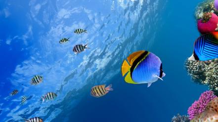 Coral fish ocean tropical underwater world wallpaper