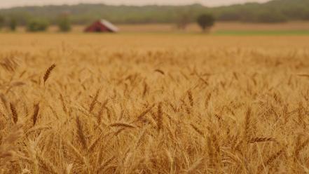 Fields landscapes spikelets wallpaper