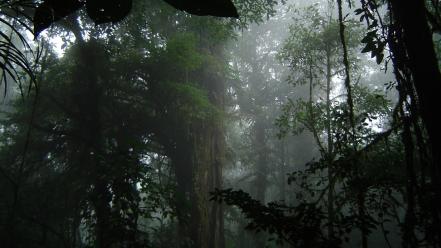 Fog forests jungle landscapes trees wallpaper