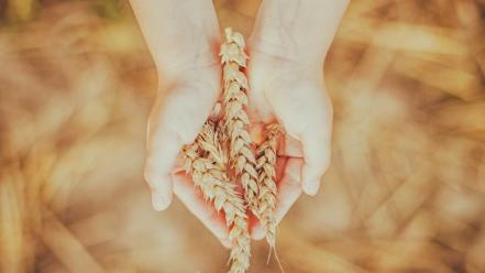 Hands nature wheat wallpaper