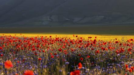 Italia italy castelluccio di norcia flowers landscapes wallpaper