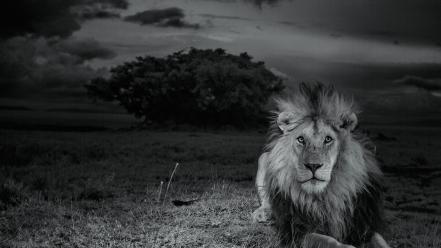 National geographic serengeti lions monochrome nature wallpaper