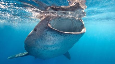 Nature ocean whale shark wallpaper