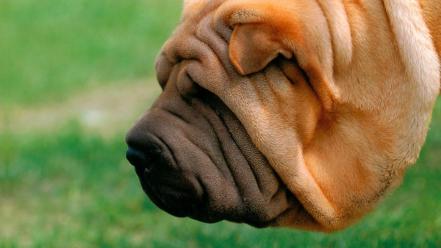 Shar pei wallpaper