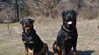 Animals dogs rottweiler wallpaper