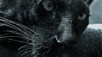 Animals panthers wallpaper