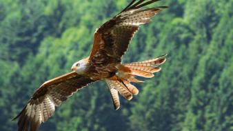 Birds eagles wallpaper